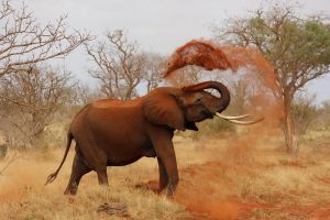 Csökken az afrikai elefántagyar és az orrszarvútülök iránti kereslet