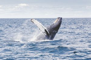 Drágán keltek el a bálnavadászatból származó első húsok Japánban