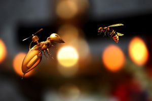 Huszonöt százalékkal több támogatást kapnak a méhészek 2020-tól